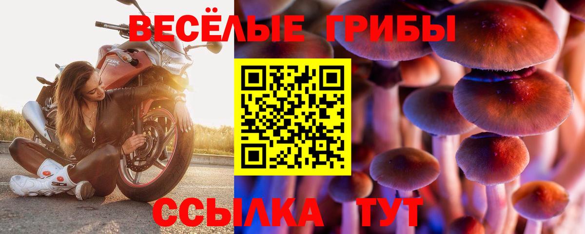 дарнет шоп  Псилоцибиновые грибы ЛСД  Вход с VPN  Железногорск 